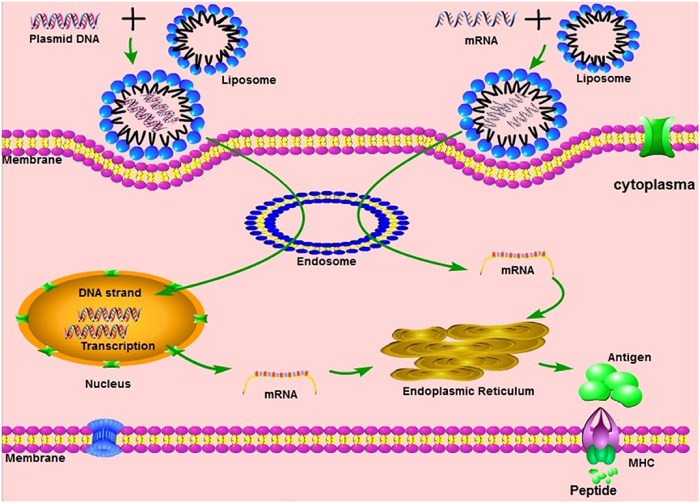 What’s Next for mRNA Vaccines?